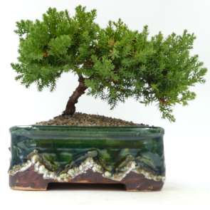 $95 Juniper Procumbens Nana A12