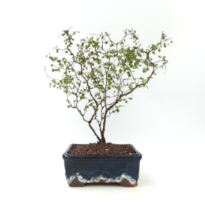 $80 Muehlenbeckia Astonii A13