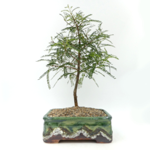 $90 Kowhai, Dragons Gold A14