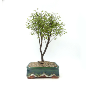 $95 Pittosporum A15