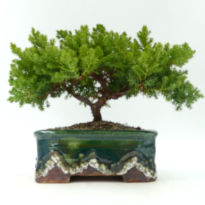 $110 Juniper Procumbens Nana A2