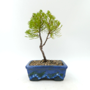 $60 Juniper Kaizuka A3