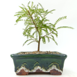 $60 Kowhai, Dragons Gold A7