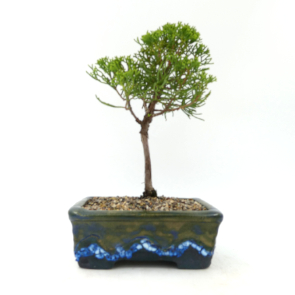 $70 Juniper Kaizuka A8