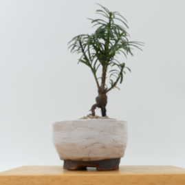 $60 Japanese Plum Yew A20