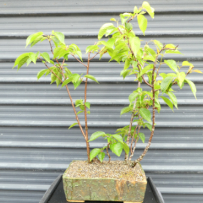 $375 Cherry P16