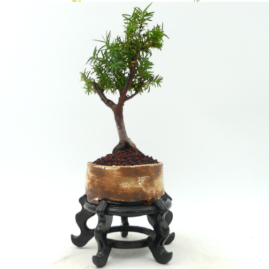 $200 English Yew P10