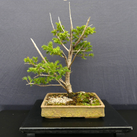 $550 Irish Yew P13