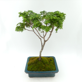 $175 Chamaecyparis Obtusa “Hannah” P14