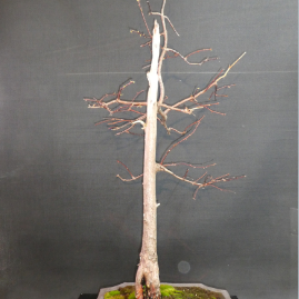$475 Dawn Redwood P15