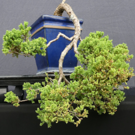 $275 Juniper Pro Nana P12