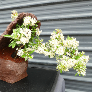 $375 Pyracantha Firethorn P11