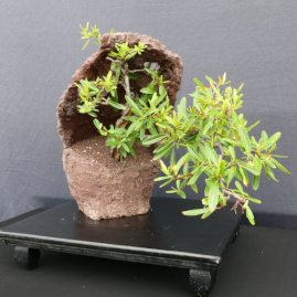$375 Pyracantha Firethorn P11