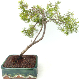 $140 Juniper Winter Gold P9